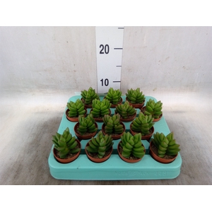 Crassula   ...