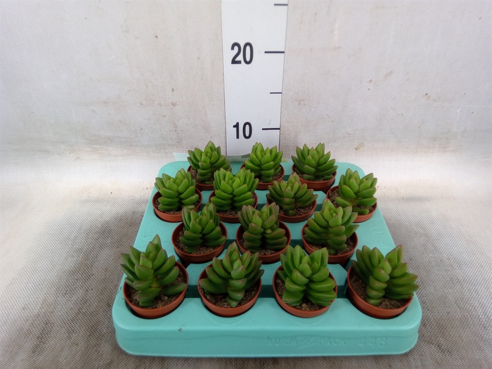<h4>Crassula   ...</h4>
