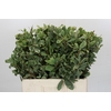 Pittosporum Ilan