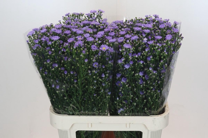 <h4>Aster Cassandra</h4>