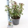 Viburnum tinus 'Gwenllian' P19 (3ltr)