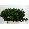 Ruscus Hypophyllum