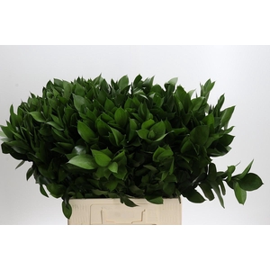 Ruscus Hypophyllum