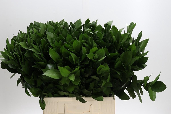 Ruscus Hypophyllum