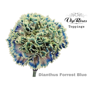 DI ST FORREST BLUE