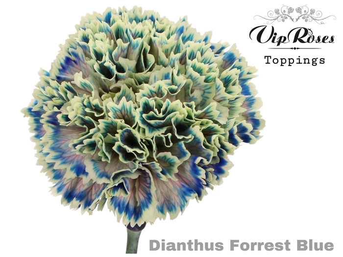 DI ST FORREST BLUE