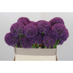 Allium Grootbloemig
