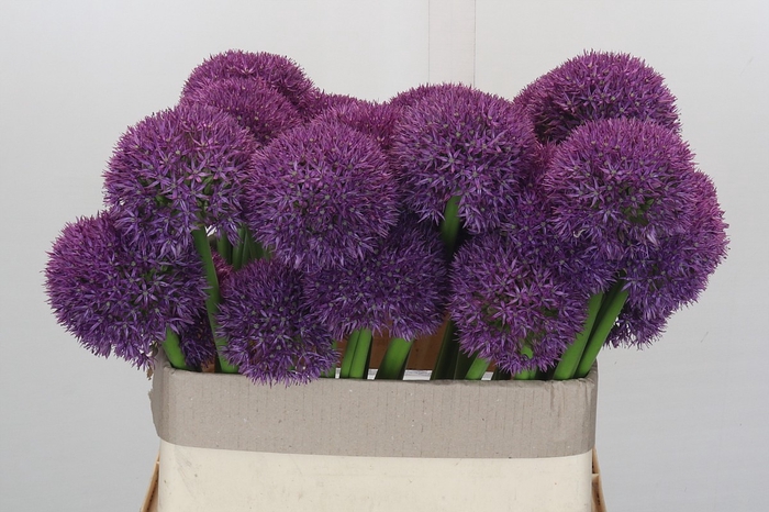 <h4>Allium Grootbloemig</h4>