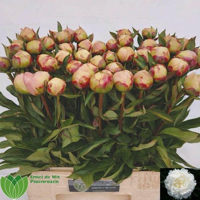 <h4>Paeonia florence nicholls</h4>