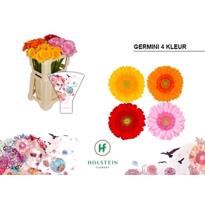 Germini Mix 4 kleuren Water