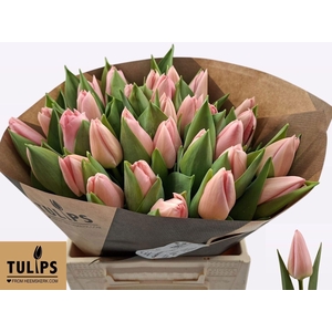 TU EN SALMON DESSERT