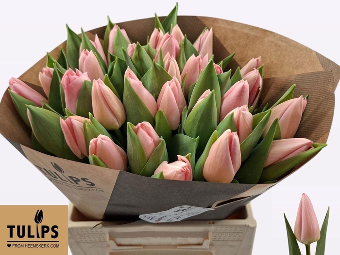 <h4>TU EN SALMON DESSERT</h4>