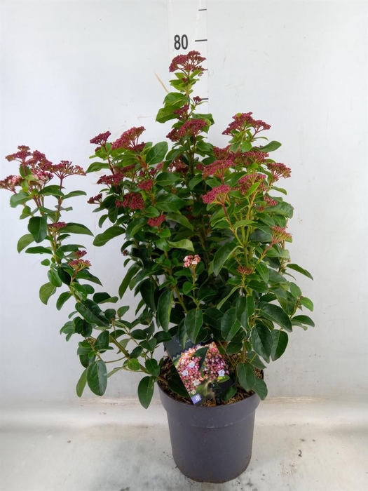 <h4>Viburnum tinus</h4>