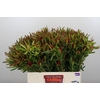 Leucadendron Ayoba Cherry Pearl Spray