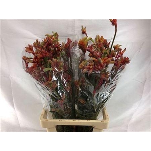 Anigoz Ramp Roy Slav