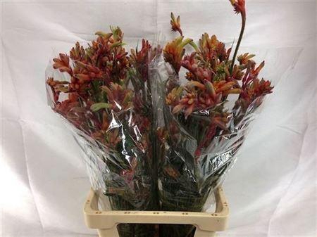 <h4>Anigoz Ramp Roy Slav</h4>