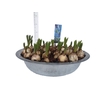 Bol op pot Muscari Atlantic in zinken schaal 29cm