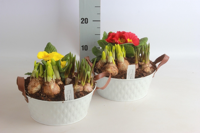 <h4>ARR TUINPLANTEN</h4>