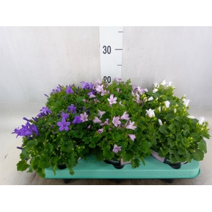 Campanula   ...