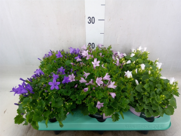 <h4>Campanula   ...</h4>