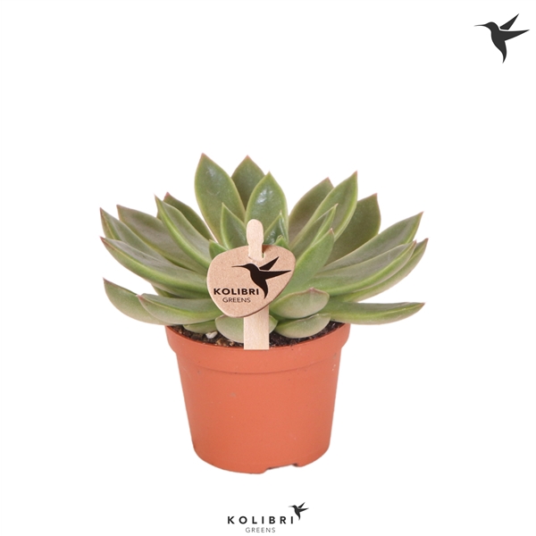 <h4>Kolibri Greens Succulenten Echeveria Albali</h4>