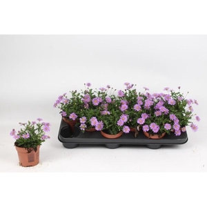 BRACH BRAS VIOLET