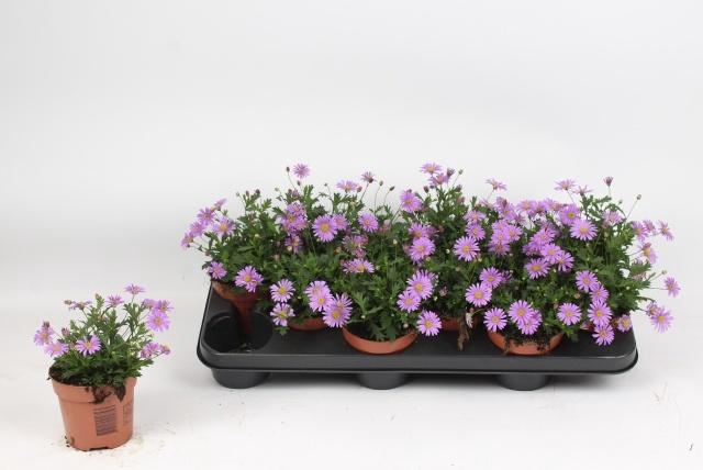 <h4>BRACH BRAS VIOLET</h4>