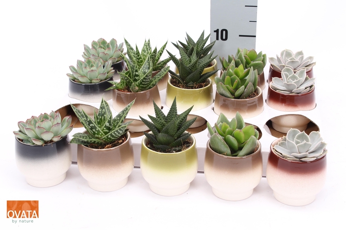 <h4>SUCC GEM 5 SRT</h4>