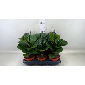 Ficus lyrata 'Bambino'