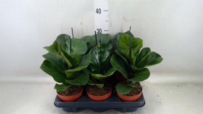 <h4>Ficus lyrata 'Bambino'</h4>