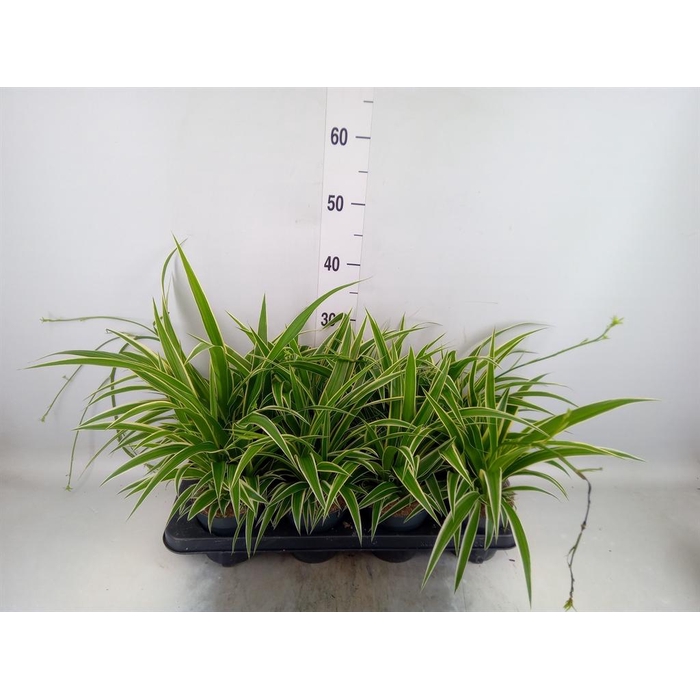 <h4>Chlorophytum com. 'Ocean'</h4>