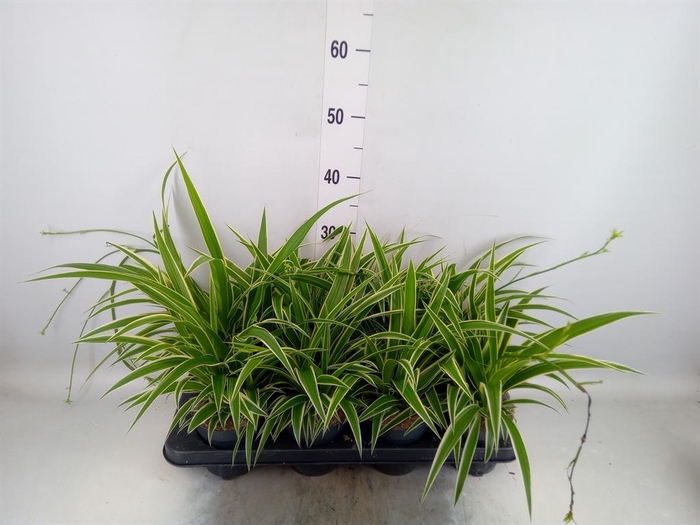 <h4>Chlorophytum com. 'Ocean'</h4>