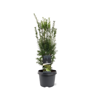 Taxus media 'Hicksii'