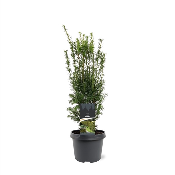 <h4>Taxus media 'Hicksii'</h4>