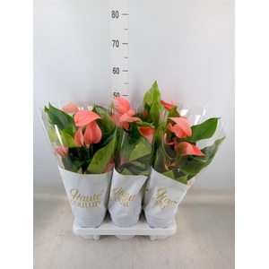 Anthurium andr. 'FC Festivo Lux'