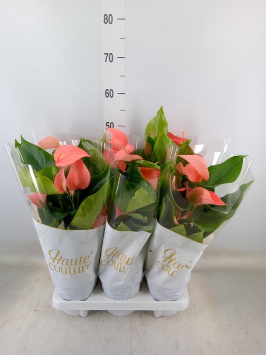 <h4>Anthurium andr. 'FC Festivo Lux'</h4>