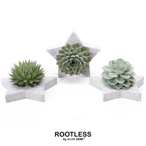 ROOTLESS Succulent, Grey star