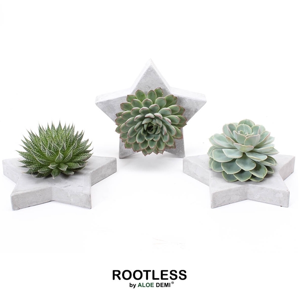 <h4>ROOTLESS Succulent, Grey star</h4>