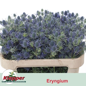 ERYN MAG BLUE LAGOON