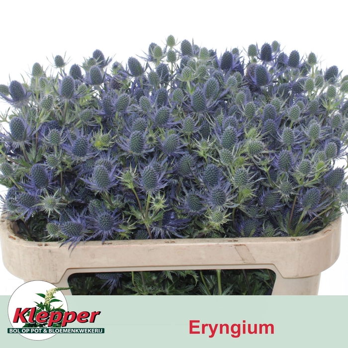 <h4>ERYN MAG BLUE LAGOON</h4>