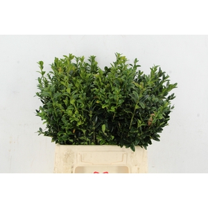 BUXUS PER BUNCH