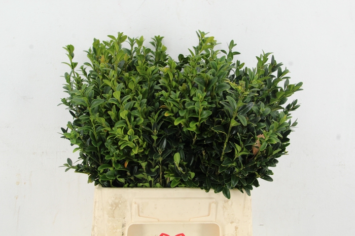 <h4>BUXUS PER BUNCH</h4>
