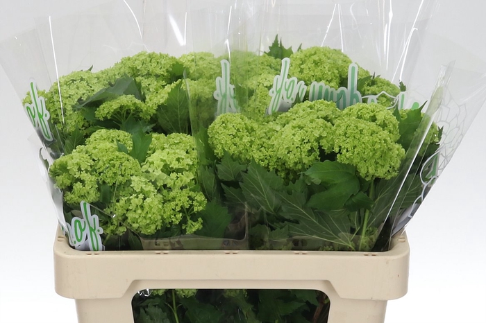 <h4>Viburnum Roseum St 50 2-3</h4>
