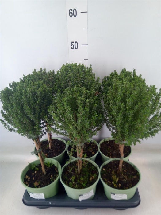 <h4>Thymus vulgaris</h4>