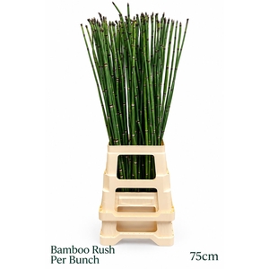 EQUISETUM RUSH BS