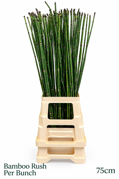<h4>EQUISETUM RUSH BS</h4>