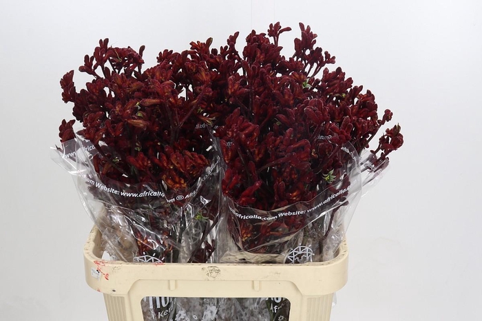 <h4>Anigozanthos Early Spring</h4>