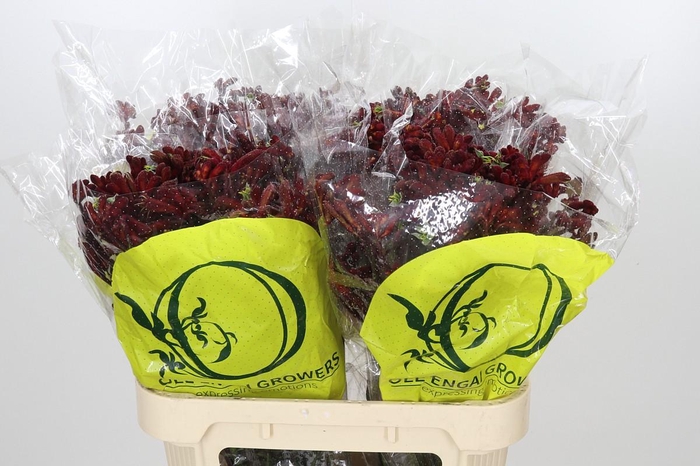 <h4>Anigozanthos Early Spring</h4>