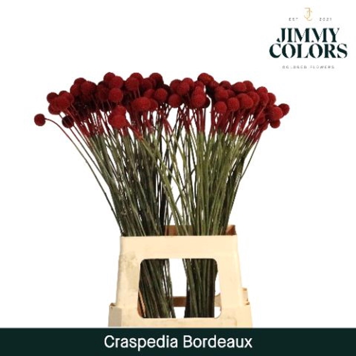 <h4>Craspedia glob.   ...colored H%</h4>