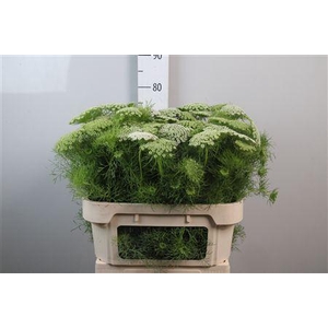 Ammi Vis Casablanca